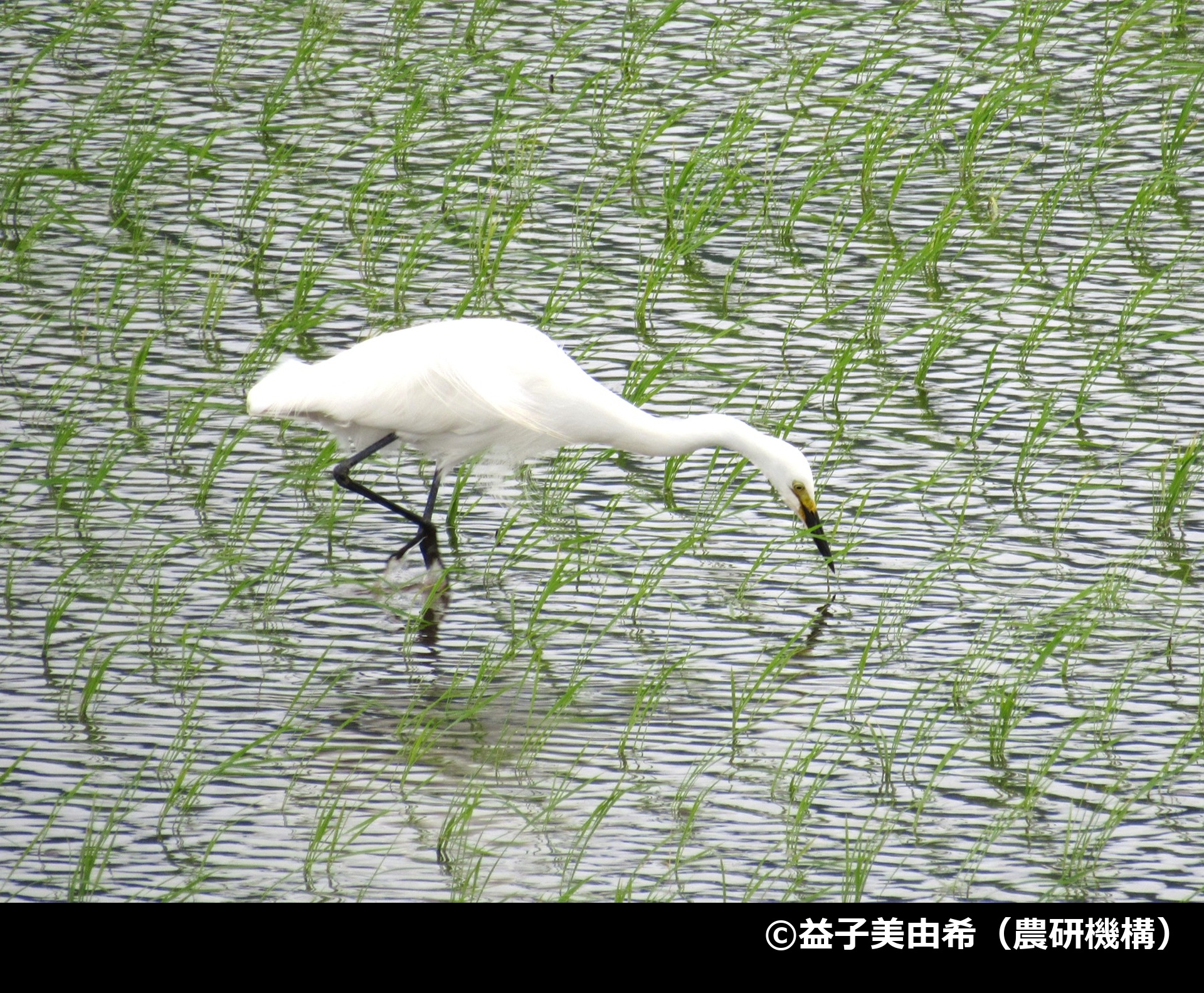 「チュウサギ」の写真1