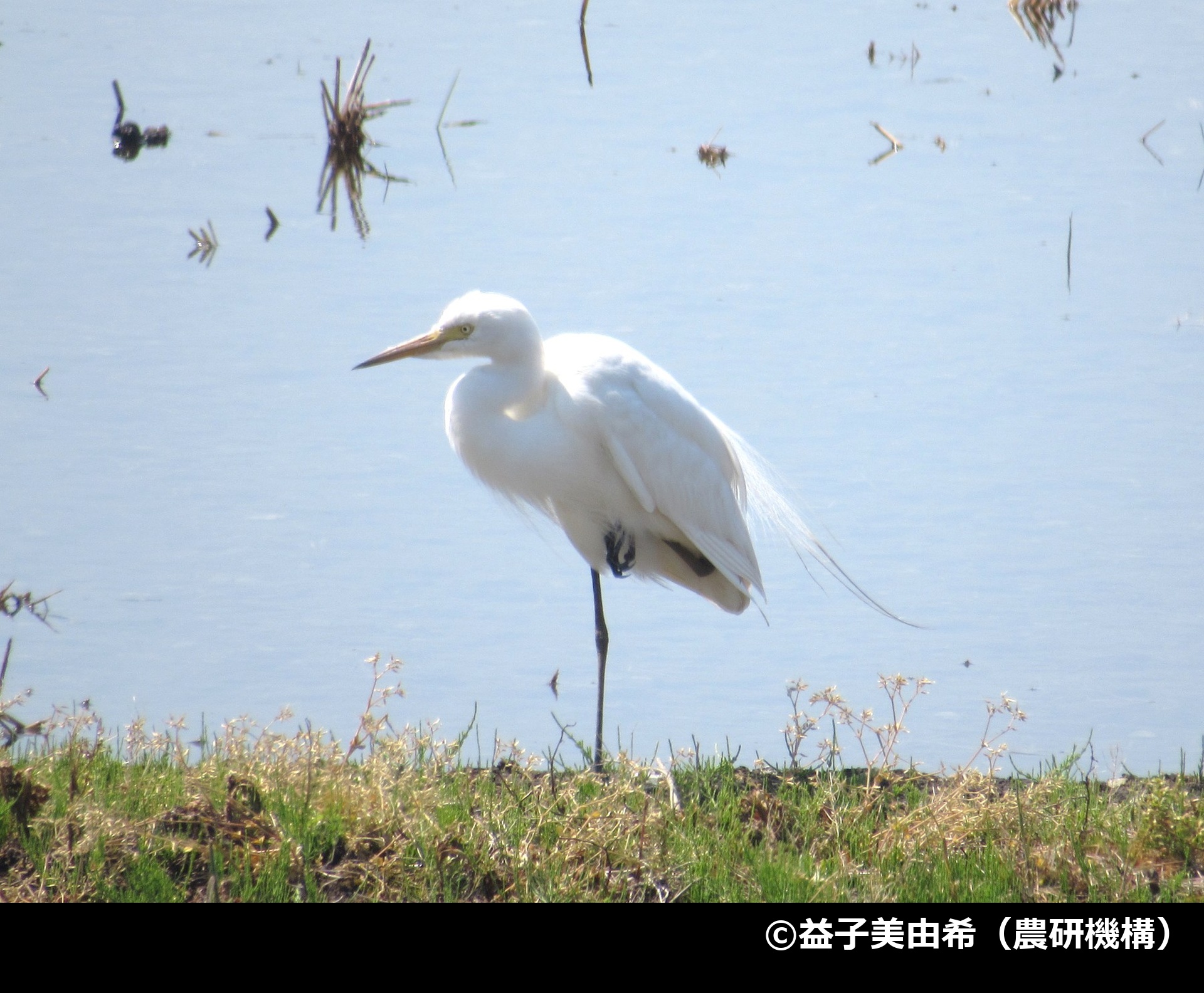 「チュウサギ」の写真2