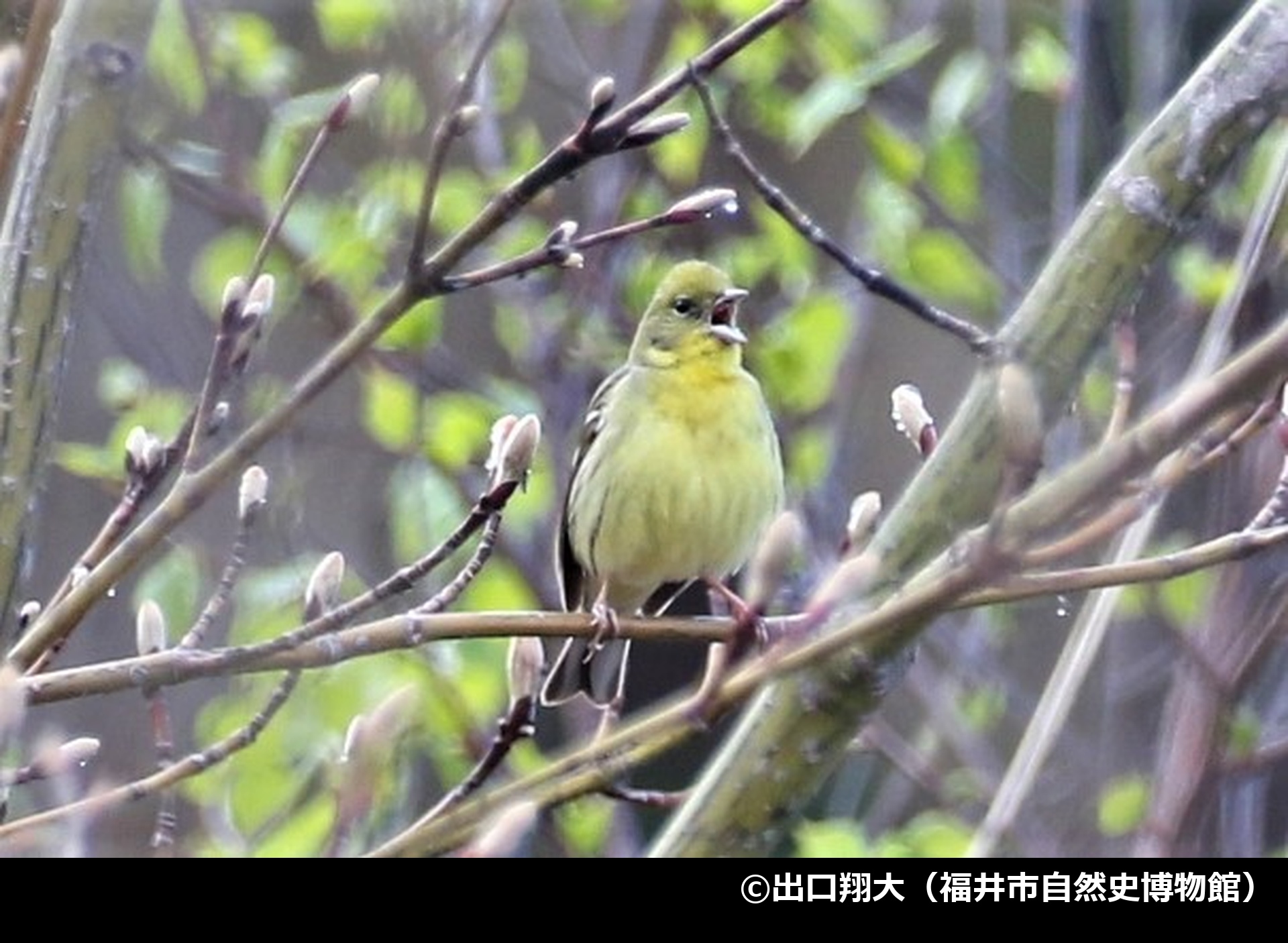 「ノジコ」の写真1