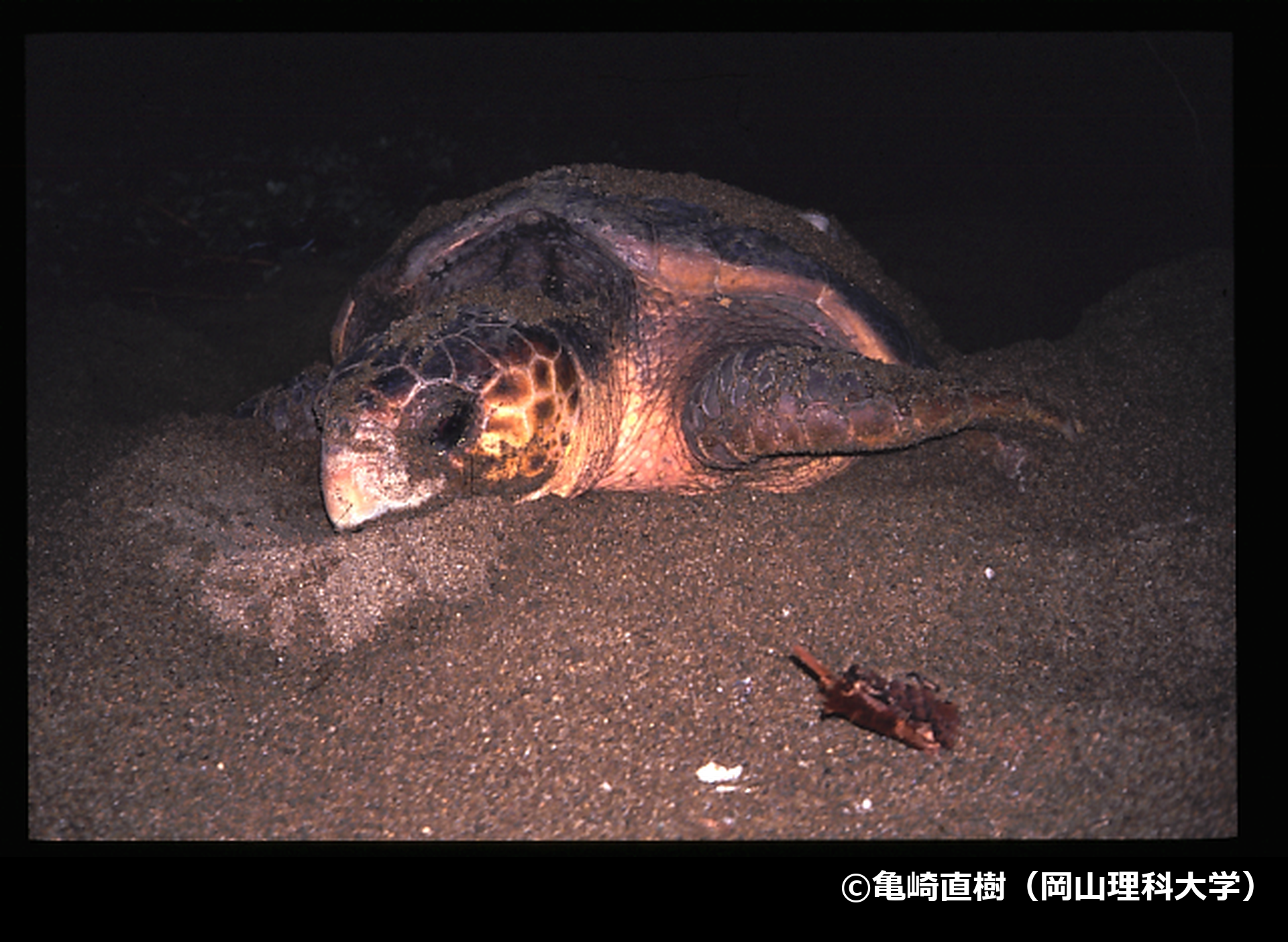 「アカウミガメ」の写真1