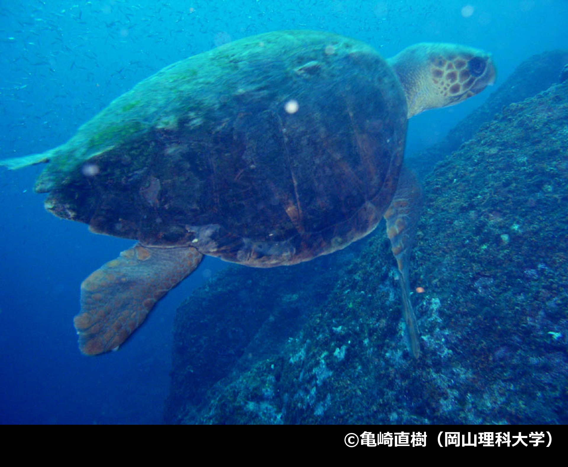 「アカウミガメ」の写真2