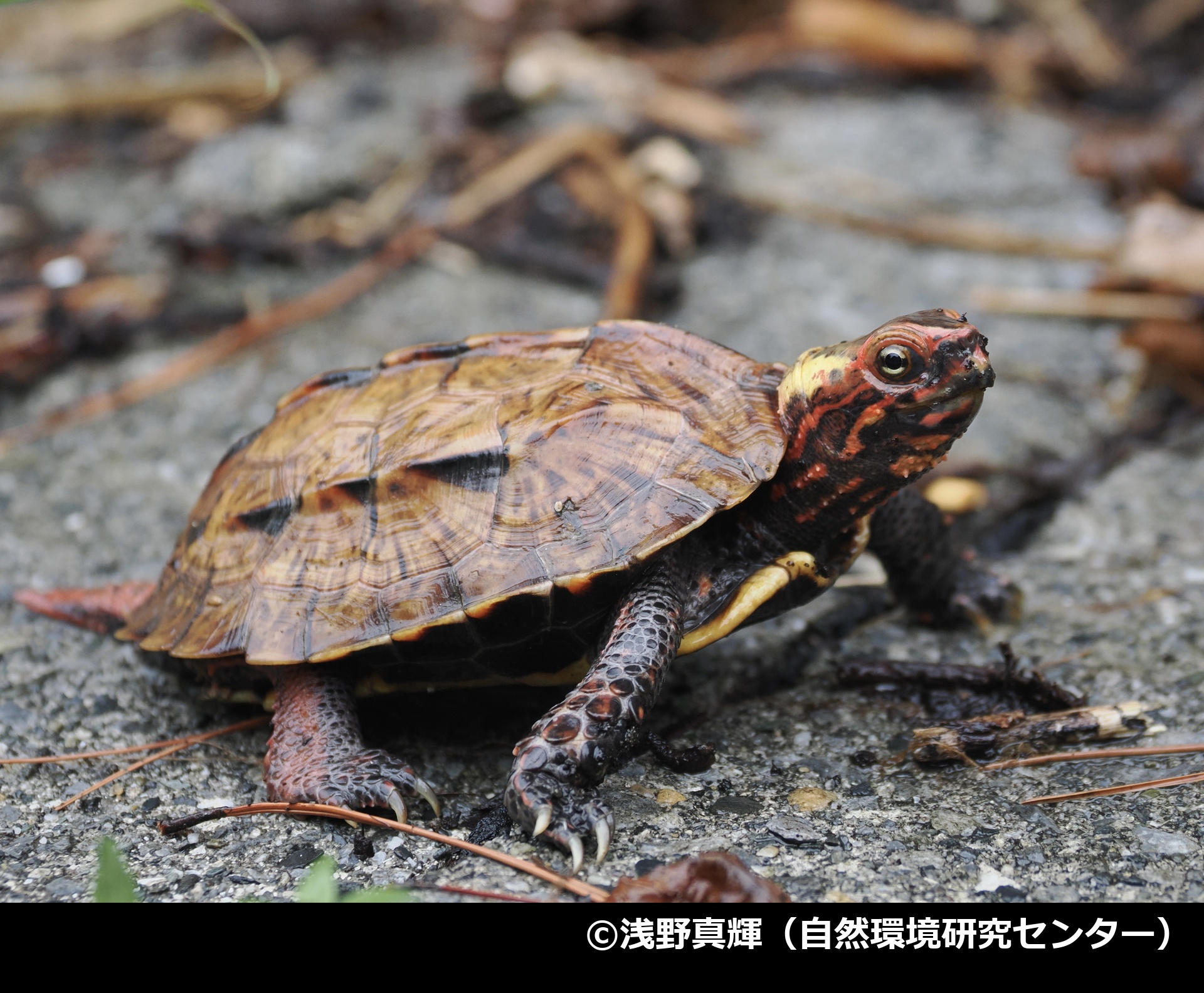 「リュウキュウヤマガメ」の写真2