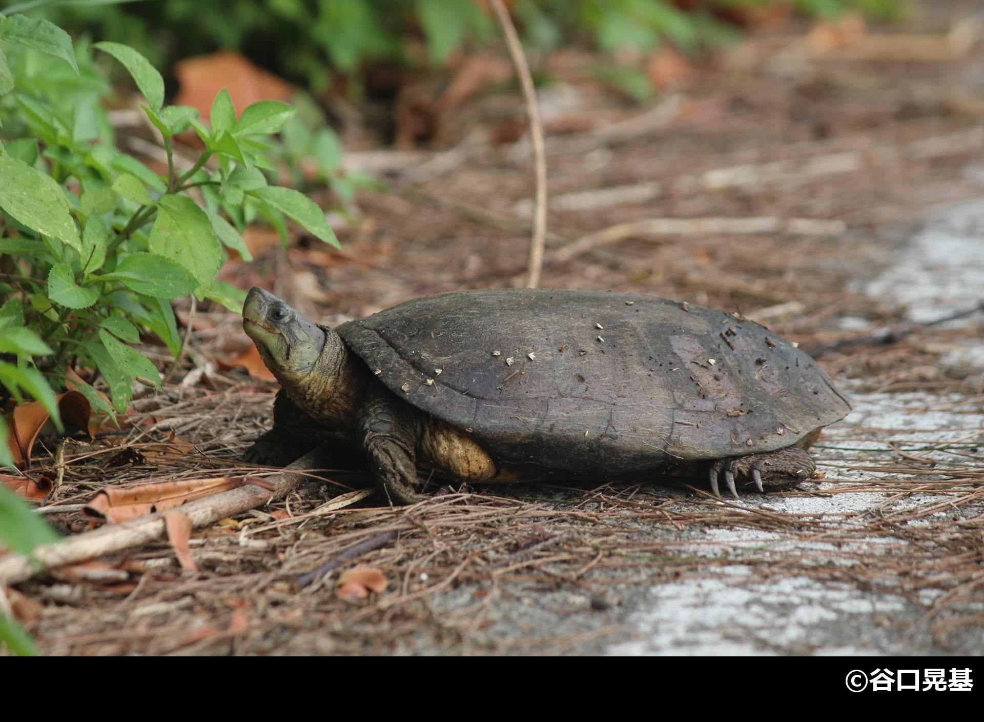 「ヤエヤマイシガメ」の写真1