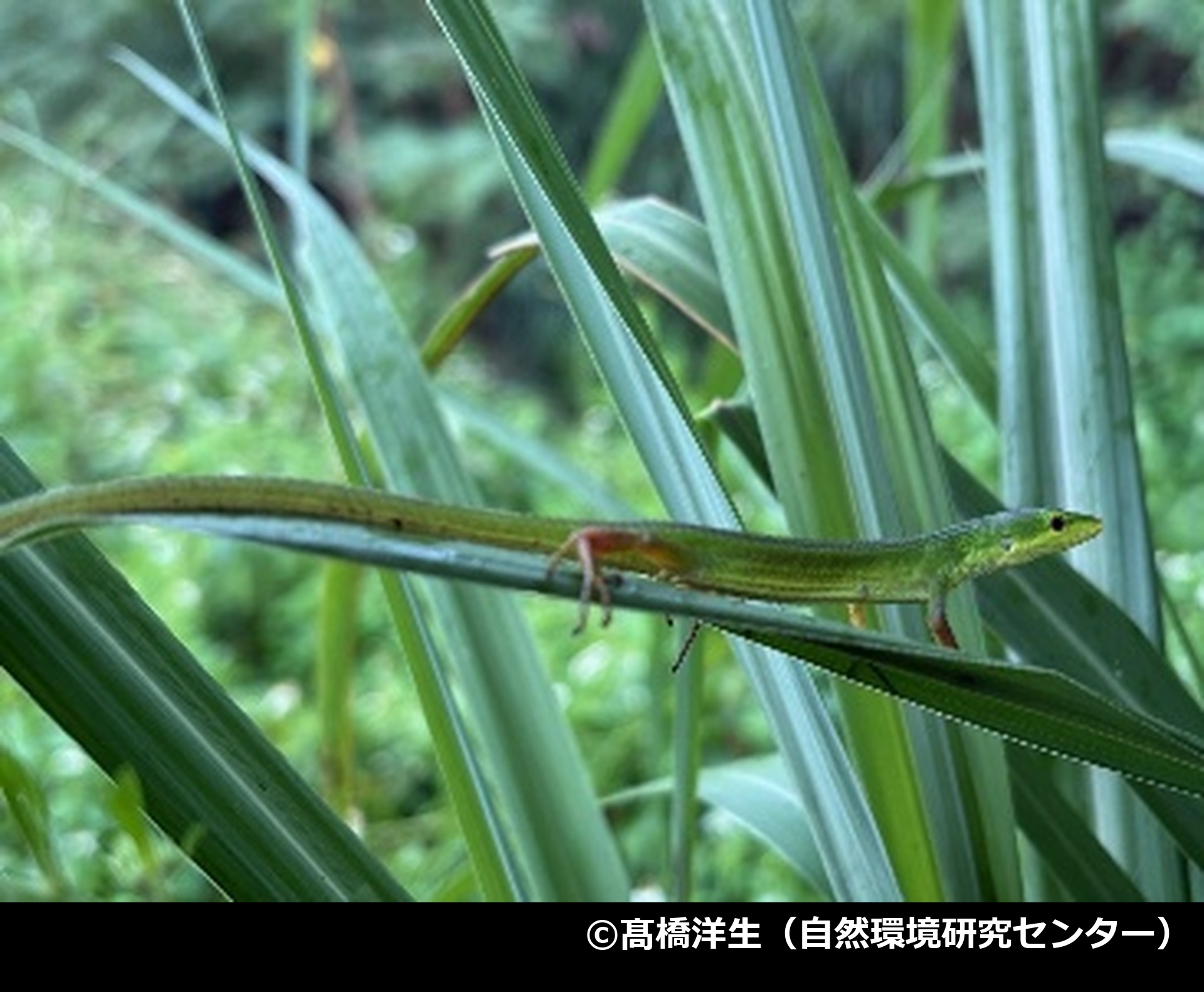 「ミヤコカナヘビ」の写真1