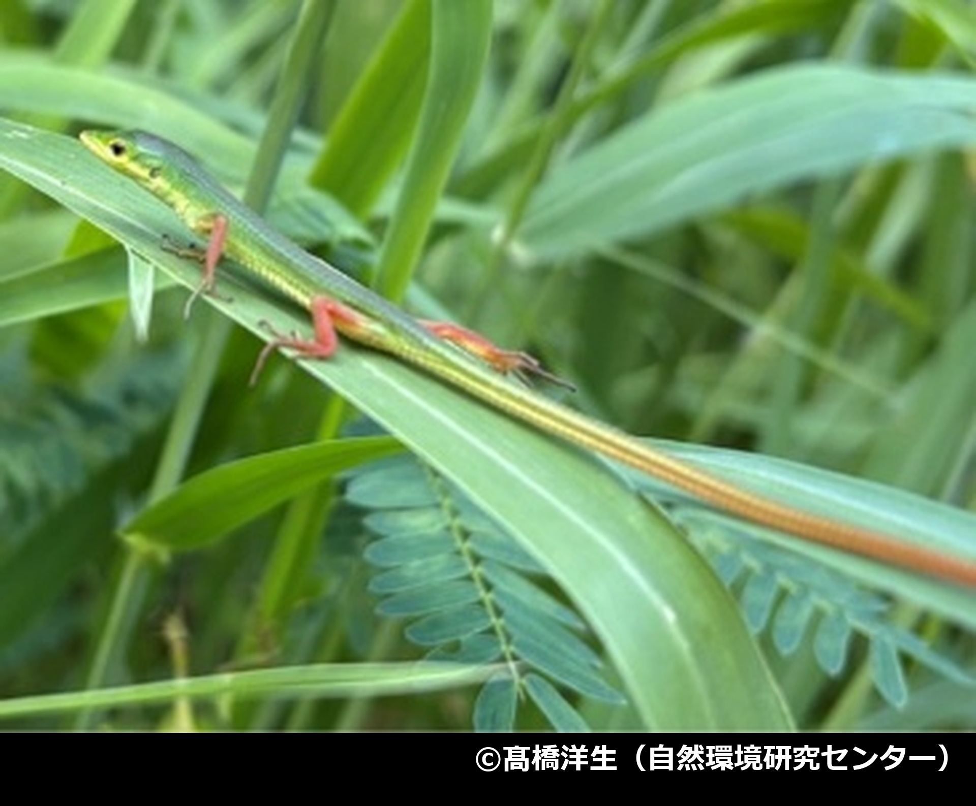 「ミヤコカナヘビ」の写真2