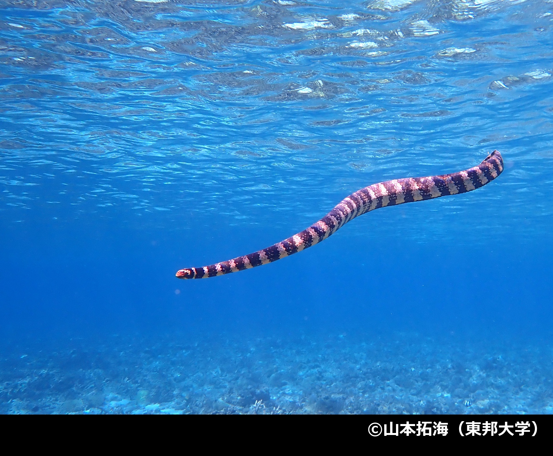 「イイジマウミヘビ」の写真1