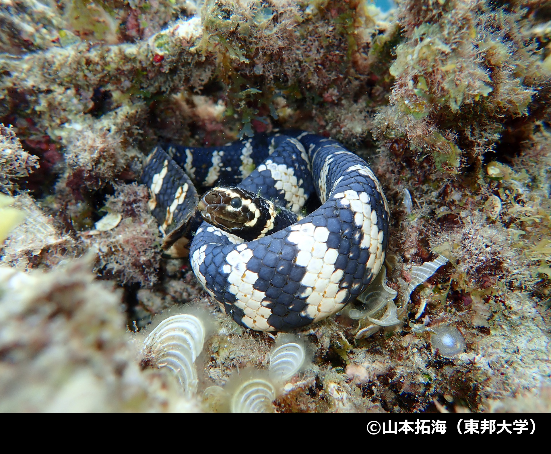 「イイジマウミヘビ」の写真2