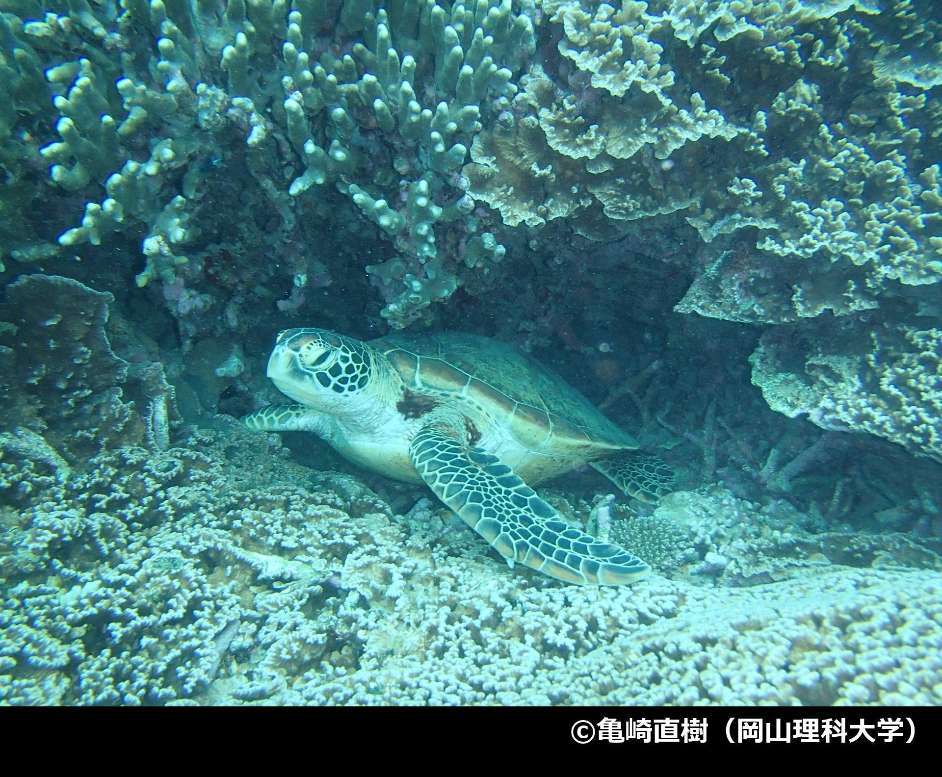 「アオウミガメ」の写真1