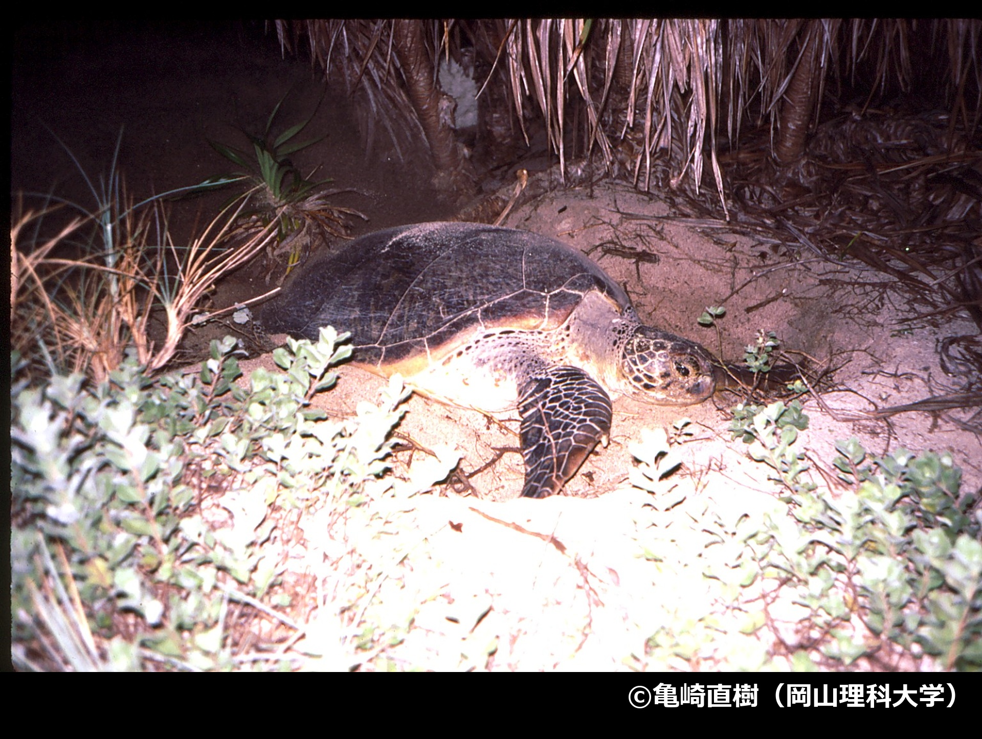 「アオウミガメ」の写真2