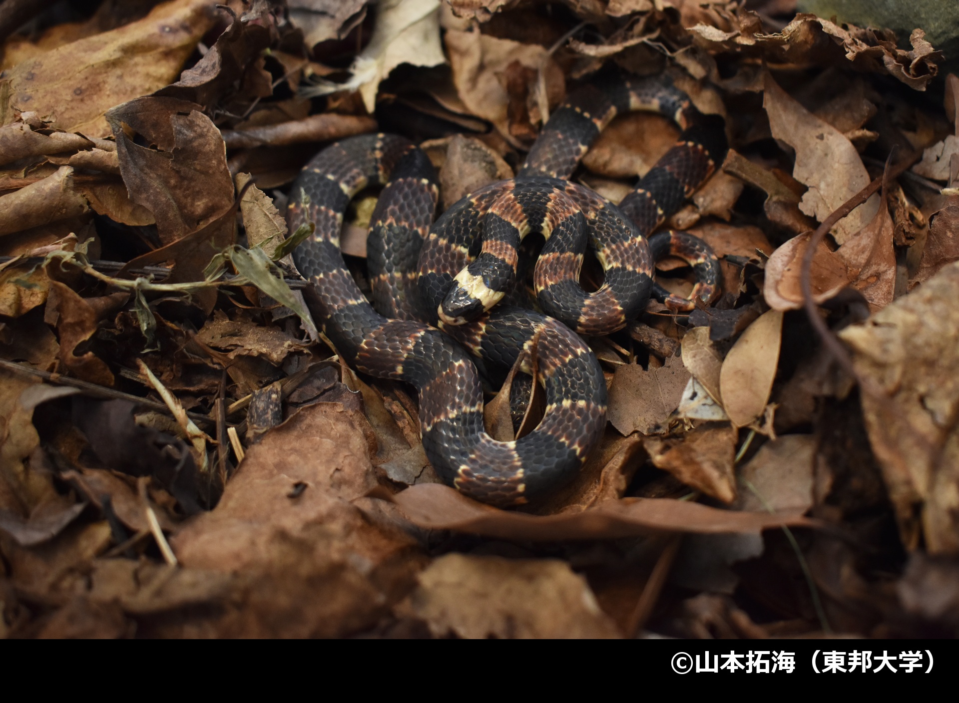 「イワサキワモンベニヘビ」の写真1