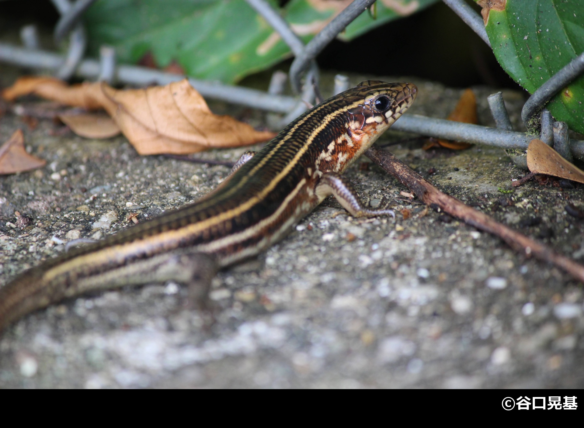 「キシノウエトカゲ」の写真1
