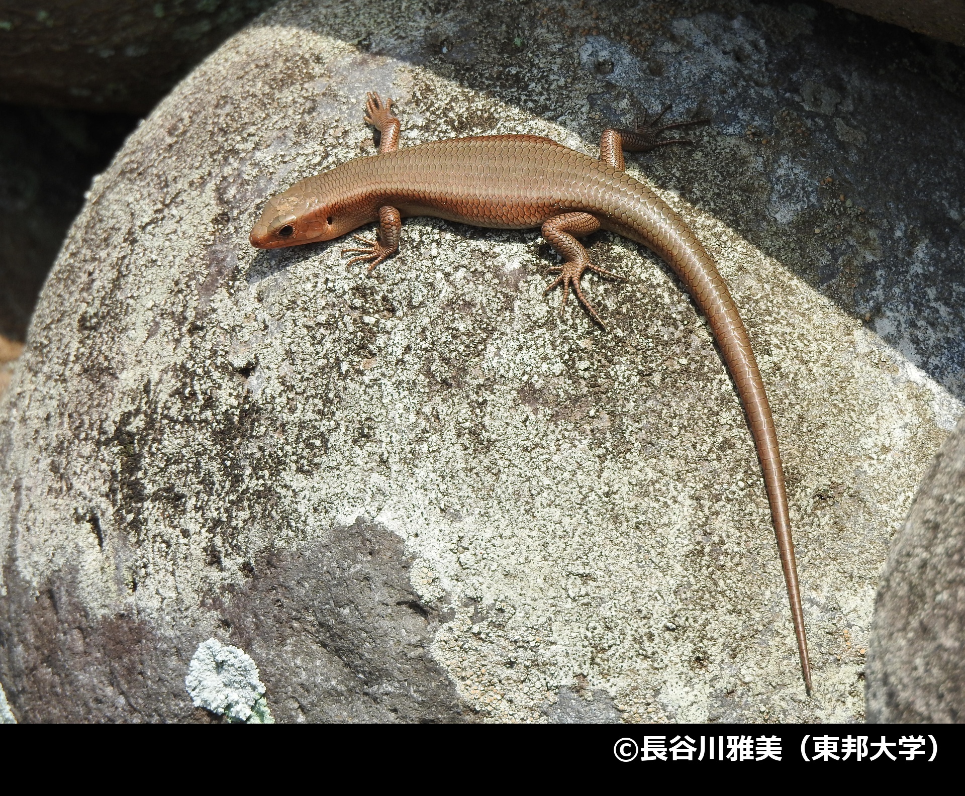 「三宅島、八丈島、青ヶ島のオカダトカゲ」の写真1