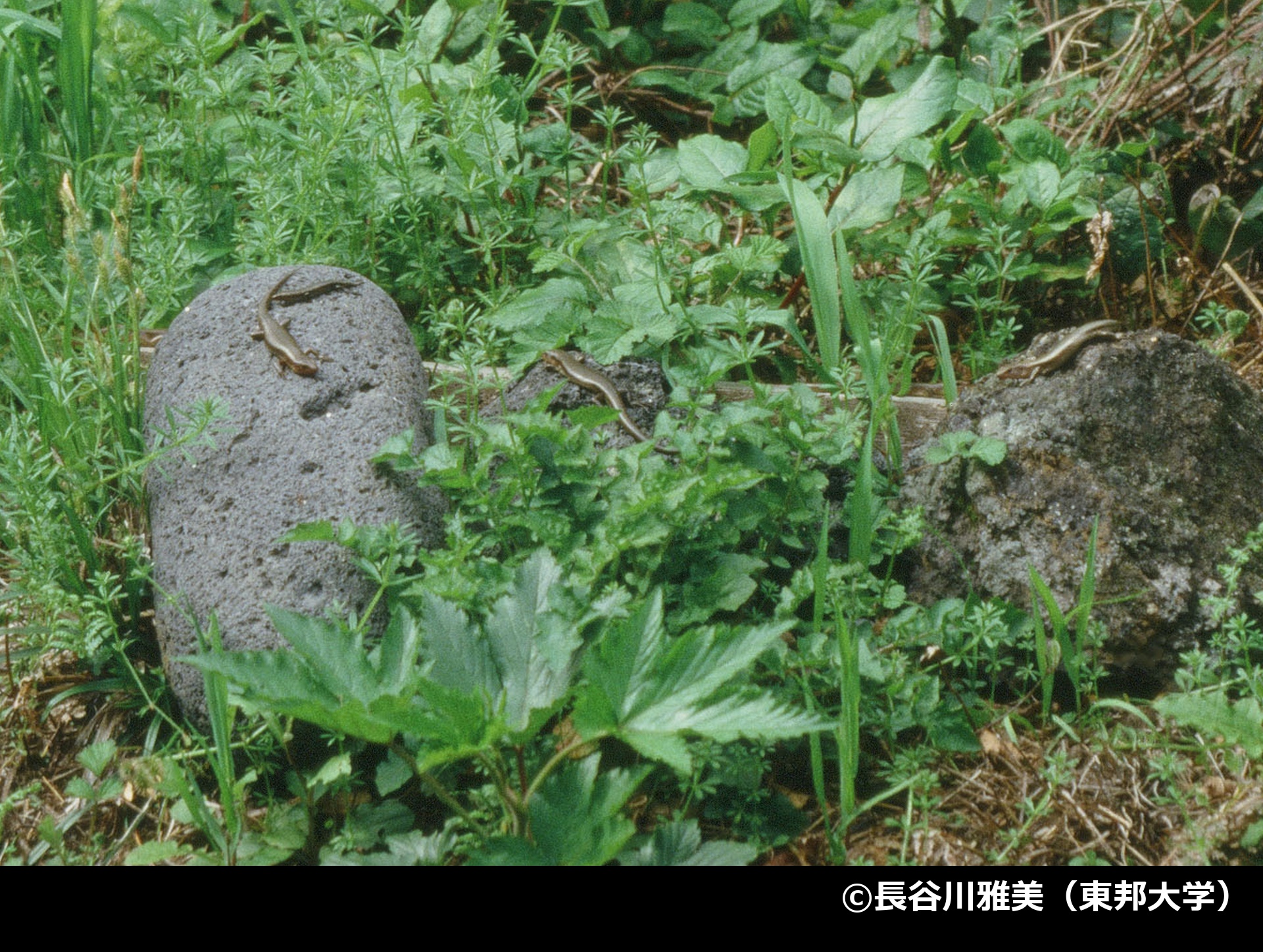 「三宅島、八丈島、青ヶ島のオカダトカゲ」の写真2